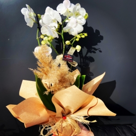  Kütahya Çiçek Siparişi beyaz orkide süperrr