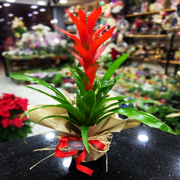 guzmania  Resim 1
