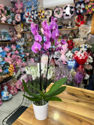  Kütahya Çiçek Gönder - beyaz seramikte pembe orkide