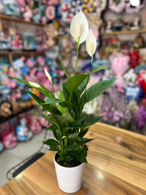  Kütahya Çiçekçiler - beyaz seramikte zarif beyaz asalet