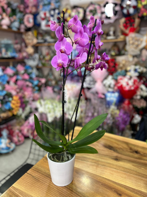  Kütahya Çiçek Gönder - beyaz seramikte pembe orkide